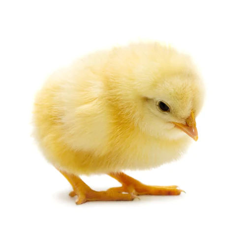 Chick